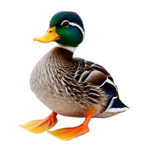 Duck A