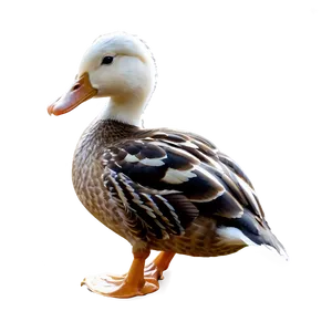 Duck At Lake Png Dlo60 PNG image