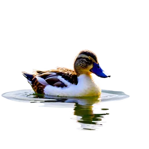 Duck At Lake Png Yta72 PNG image