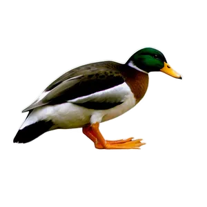 Duck B PNG