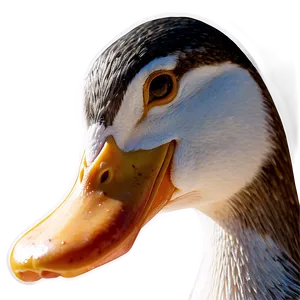 Duck Beak Close Up PNG Lcj
