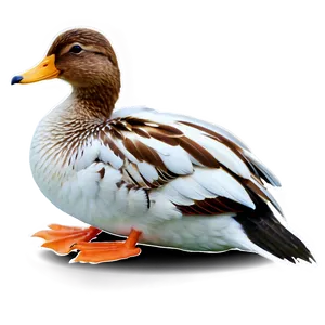 Duck Bird Swimming PNG 05032024