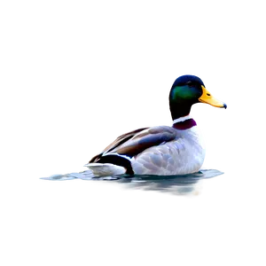 Duck Bird Swimming PNG Fma