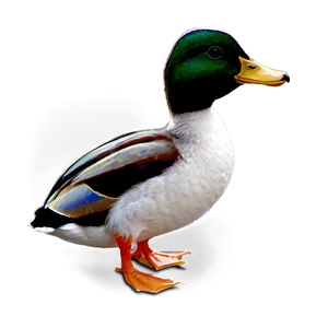 Duck C