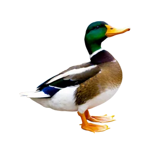 Duck D