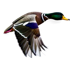 Duck In Flight PNG Hpa PNG