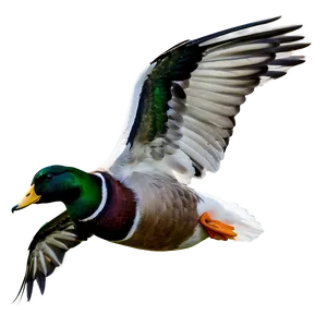 Duck In Flight PNG Jgm67 PNG