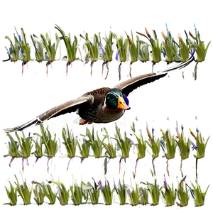 Duck In Flight PNG Myh PNG