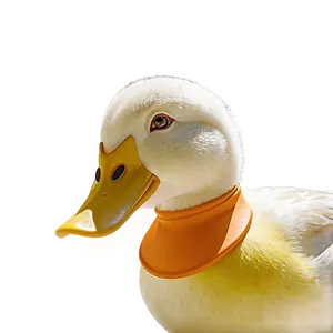 Duck In Formal Attire PNG Cxm PNG