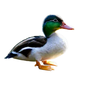 Duck In Nature PNG 39 PNG