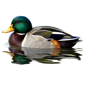 Duck In Pond PNG 48