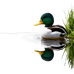 Duck In Pond Png 89 PNG image