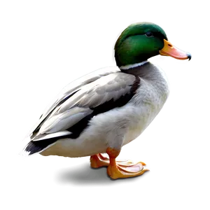 Duck Profile Png 16 PNG image