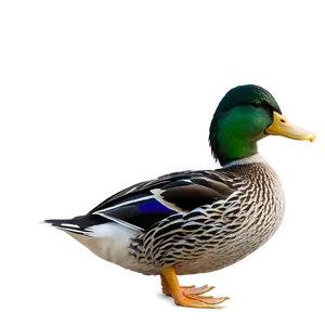 Duck Profile PNG 93