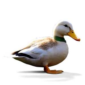 Duck Reading Book PNG Cqe50 PNG