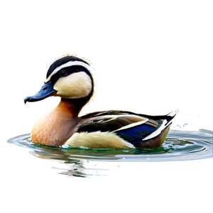 Duck Swimming PNG 05032024
