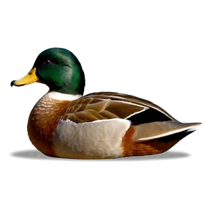 Duck Tail PNG 06242024