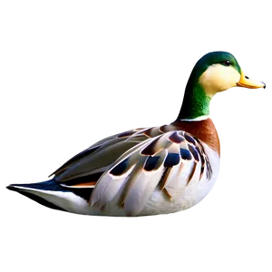 Duck Tail PNG Ecl PNG