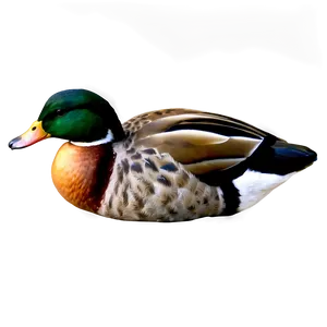 Duck Tail PNG Sjd PNG