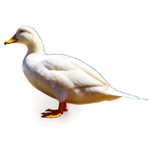 Duck Tail PNG Wgy60 PNG
