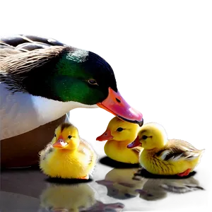 Duck With Ducklings Png Rrk PNG image