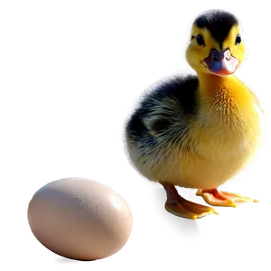 Duckling And Egg PNG 06202024