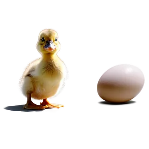 Duckling And Egg PNG Bfo PNG