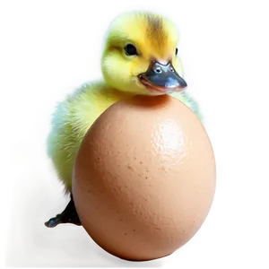 Duckling And Egg PNG Tqd54 PNG