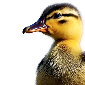 Duckling Close Up PNG 59