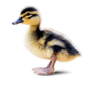 Duckling Drawing PNG Ato6 PNG