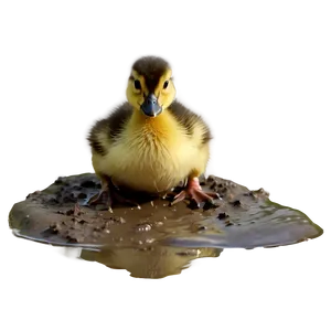 Duckling In Mud PNG 54