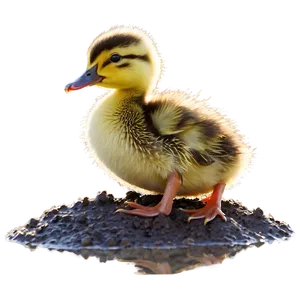Duckling In Mud PNG Wkv2 PNG