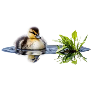 Duckling In Pond Png 06202024 PNG image