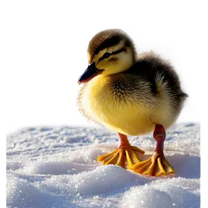 Duckling In Snow PNG 06202024