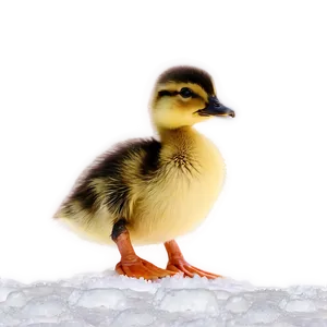 Duckling In Snow Png 06202024 PNG image