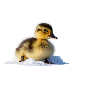 Duckling In Snow Png 12 PNG image