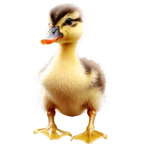 Duckling In Sunshine PNG 47 PNG
