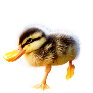 Duckling In Sunshine PNG 92