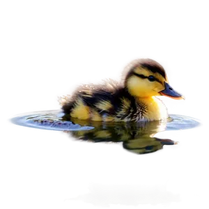 Duckling In Water Png 05032024 PNG image