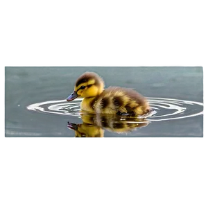 Duckling In Water PNG Kaj
