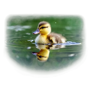 Duckling In Water PNG Shx47