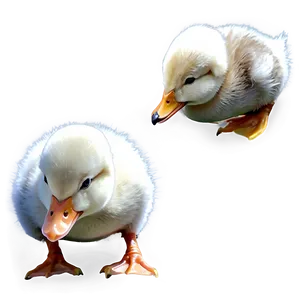 Duckling Line Art PNG Hyx