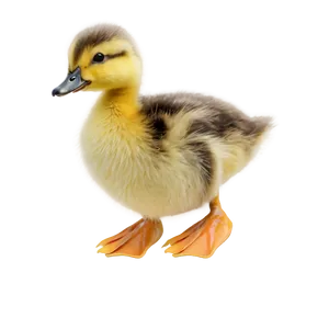 Duckling On Adventure Png 06202024 PNG image