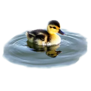 Duckling On Water PNG Kcw53 PNG
