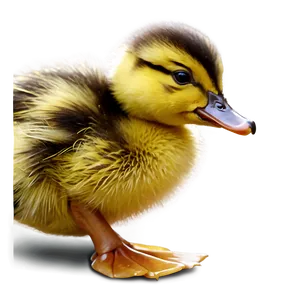Duckling Profile View PNG Eom80 PNG
