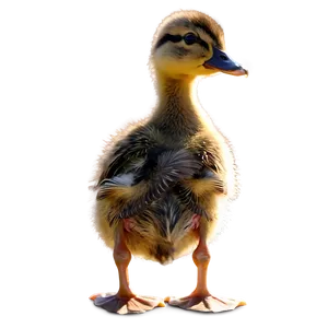 Duckling Profile View Png Oie64 PNG image