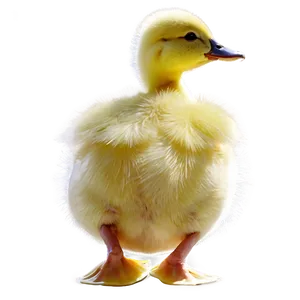 Duckling Profile View Png Ybl85 PNG image