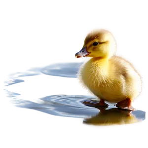 Duckling Reflection Png Btc14 PNG image