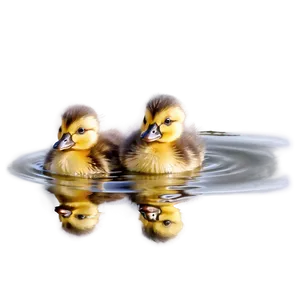 Duckling Reflection PNG Ene3 PNG
