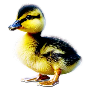 Duckling Reflection PNG Mqf8 PNG
